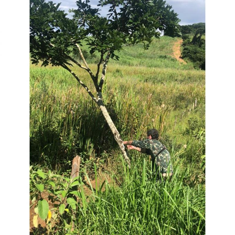 Caracterização da vegetação para licenciamento ambiental